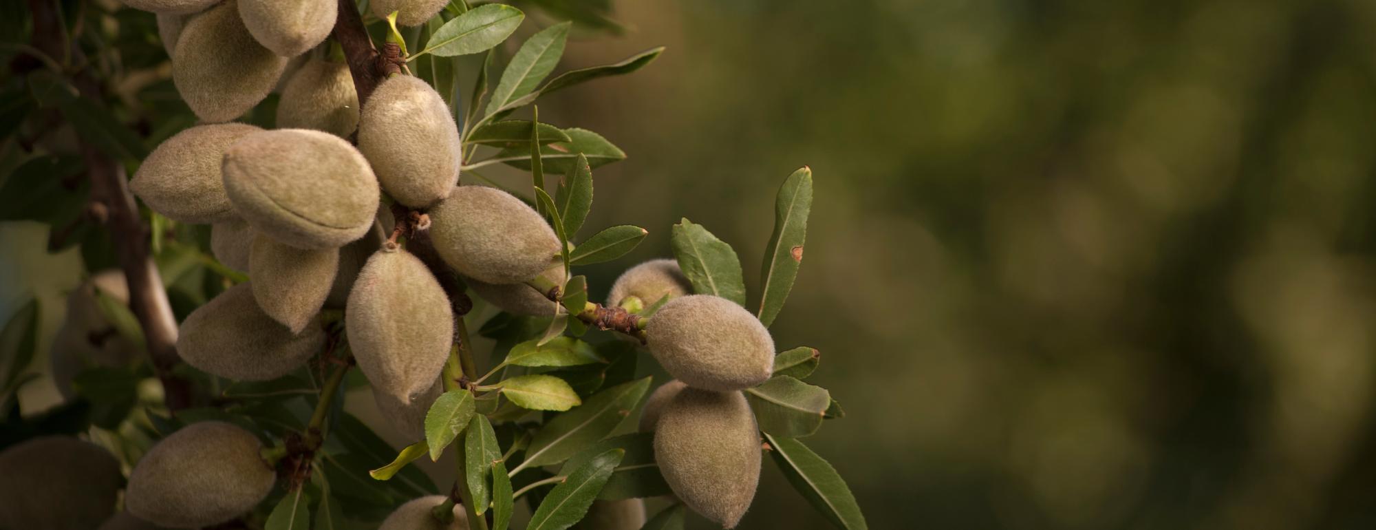 almonds