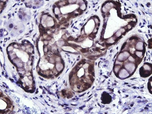 Cells